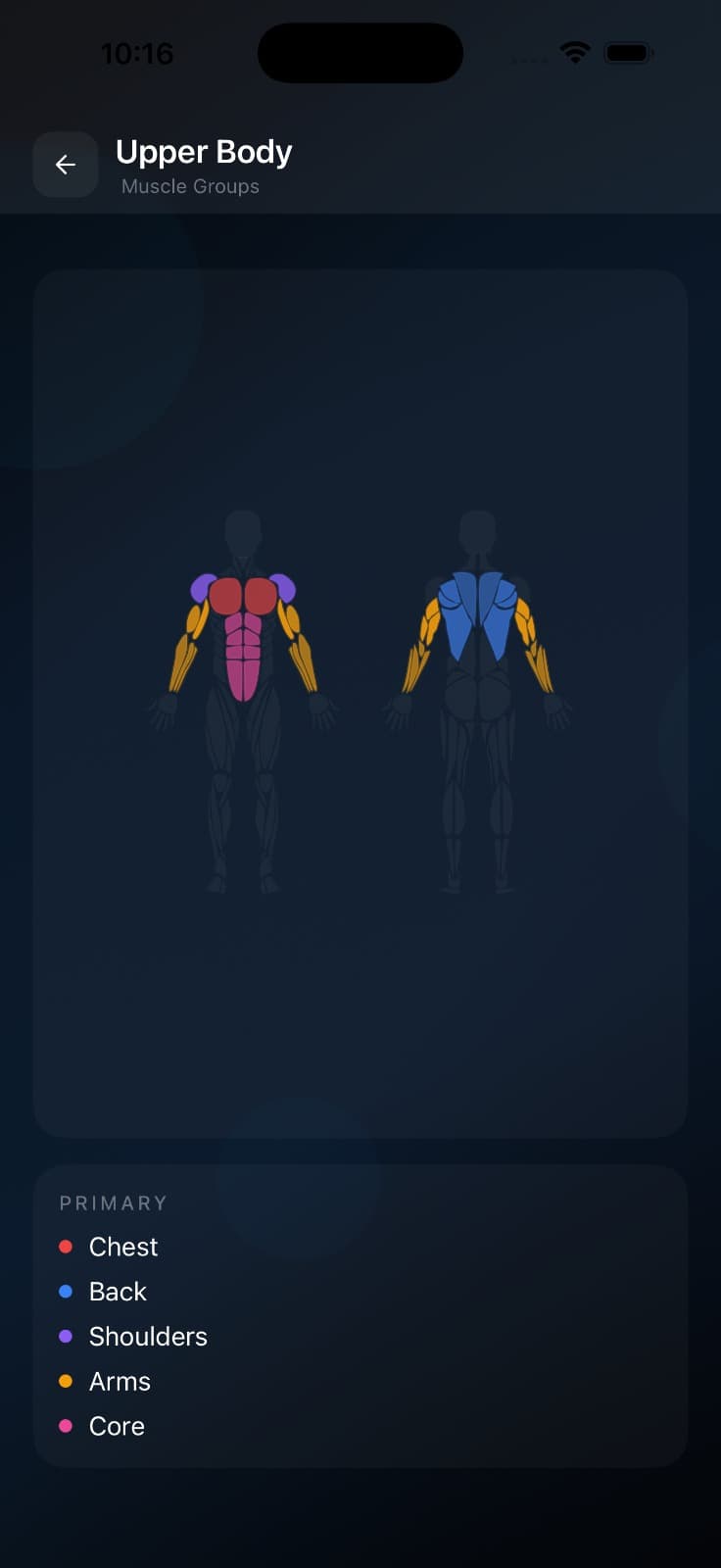 Muscle heatmap